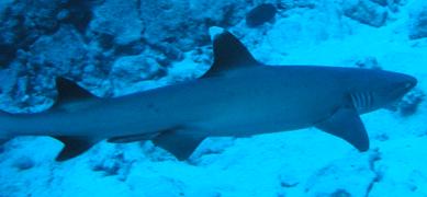 White tip reef shark